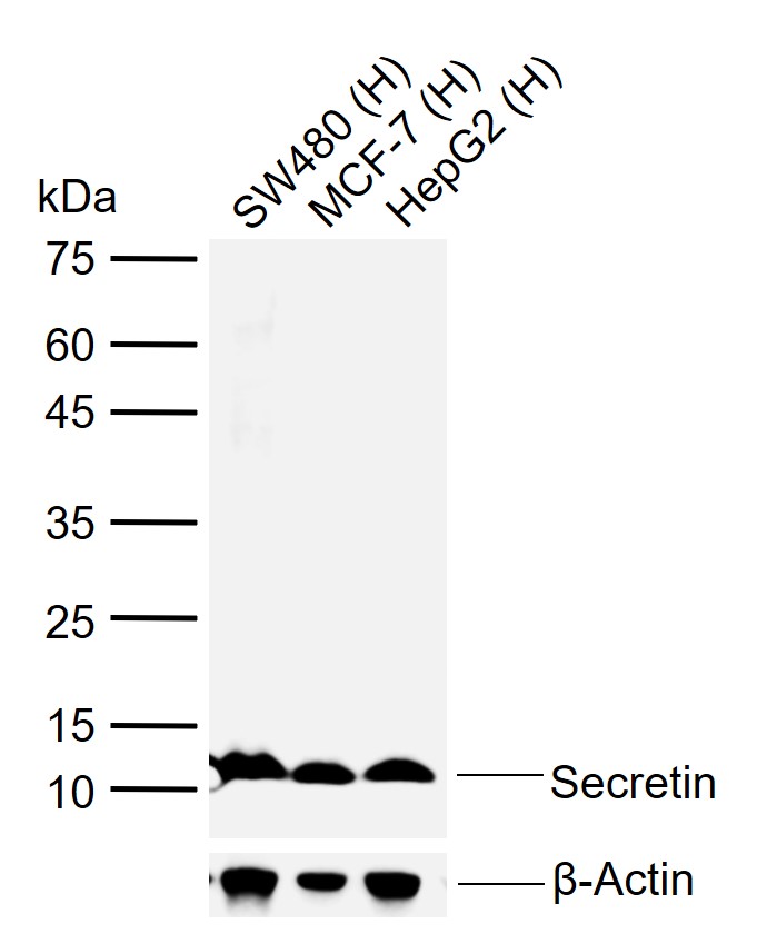 1 - Secretin Rabbit pAb AP94594