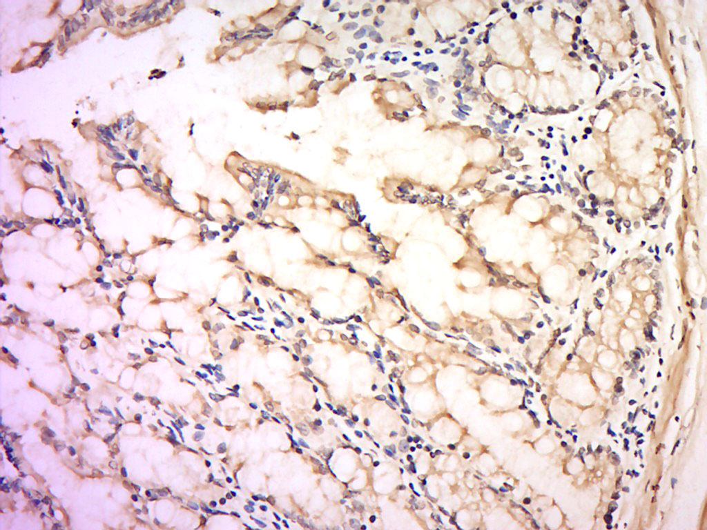 14 - Secretin Rabbit pAb AP94594