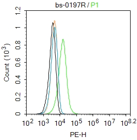 0 - VIPR2 Rabbit pAb AP94599