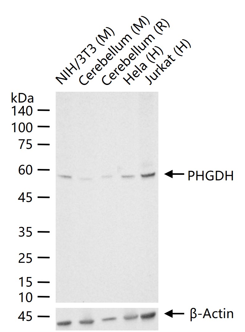 1 - PHGDH Recombinant Mouse mAb AP94608