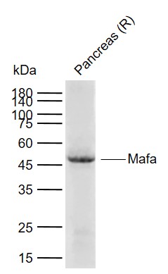 1 - Mafa Rabbit pAb AP94622