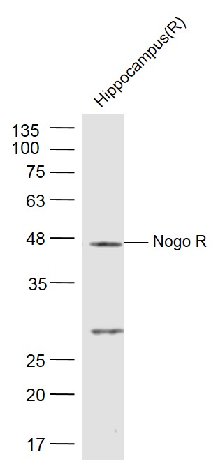 1 - Nogo R Rabbit pAb AP94627