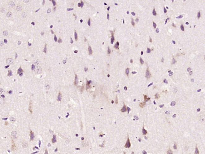 14 - Nogo-A Rabbit pAb AP94628