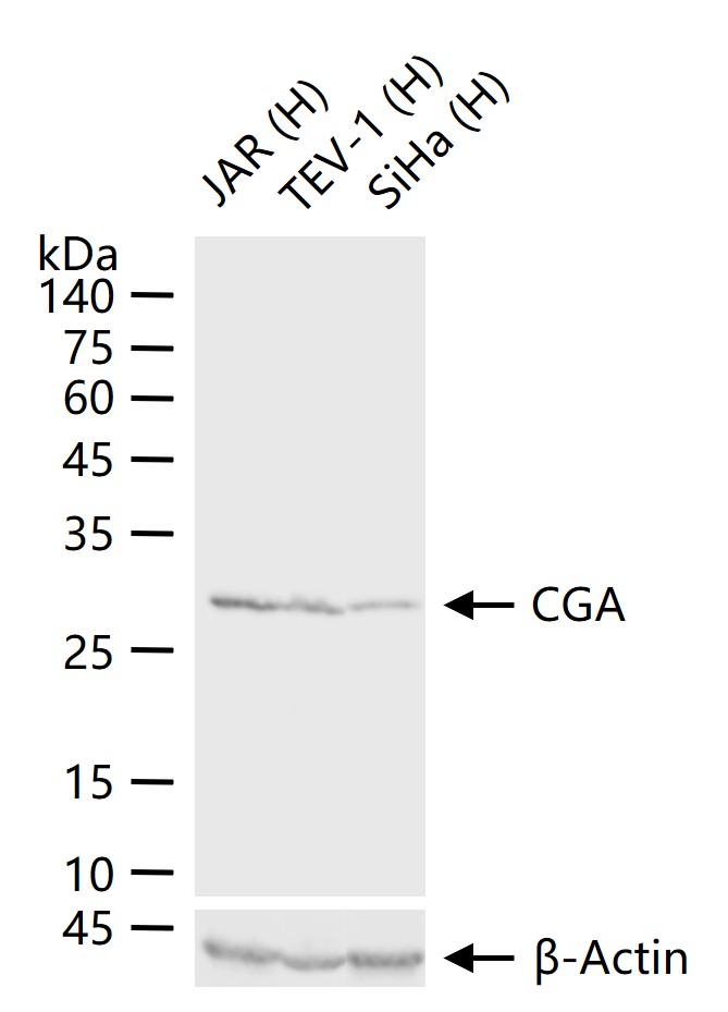 1 - CGA Recombinant Rabbit mAb AP94630