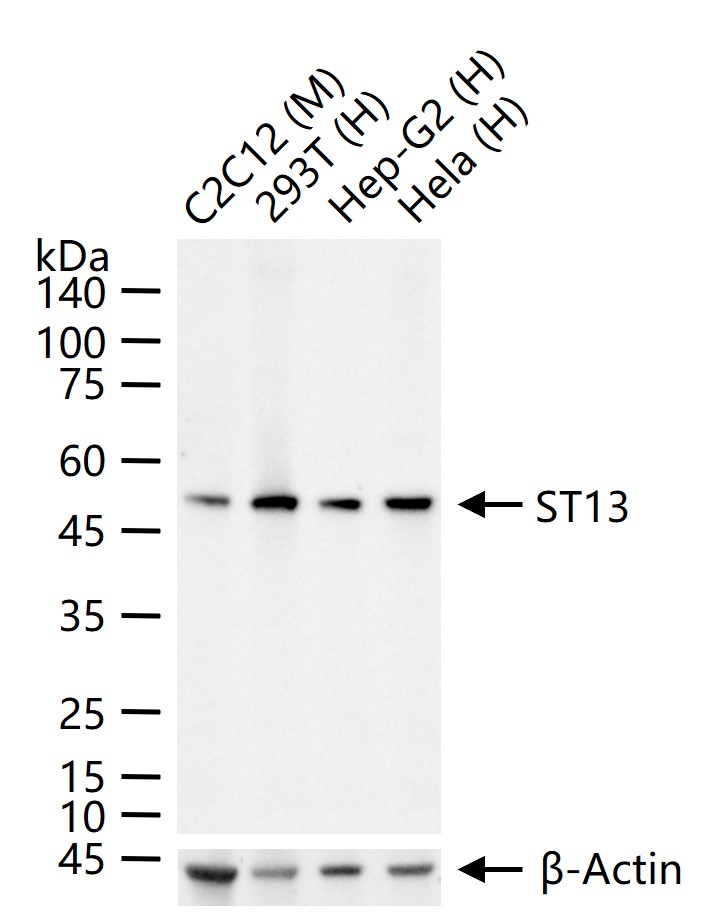 1 - ST13 Recombinant Rabbit mAb AP94635