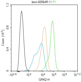 0 - GRK2 Recombinant Rabbit mAb AP94636
