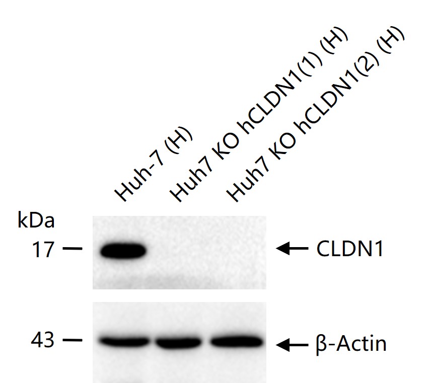 1 - CLDN1 Recombinant Rabbit mAb AP94651