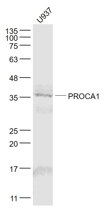 1 - PROCA1 Rabbit pAb AP94655