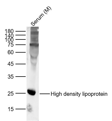 1 - High density lipoprotein Rabbit pAb AP94656