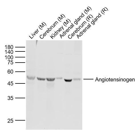 1 - Angiotensin II Rabbit pAb AP94686