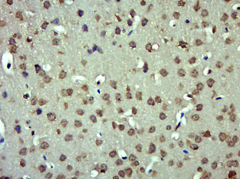 14 - Angiotensin II Rabbit pAb AP94686
