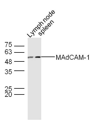 1 - MAdCAM-1 Rabbit pAb AP94697