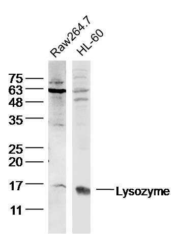 1 - Lysozyme Rabbit pAb AP94701