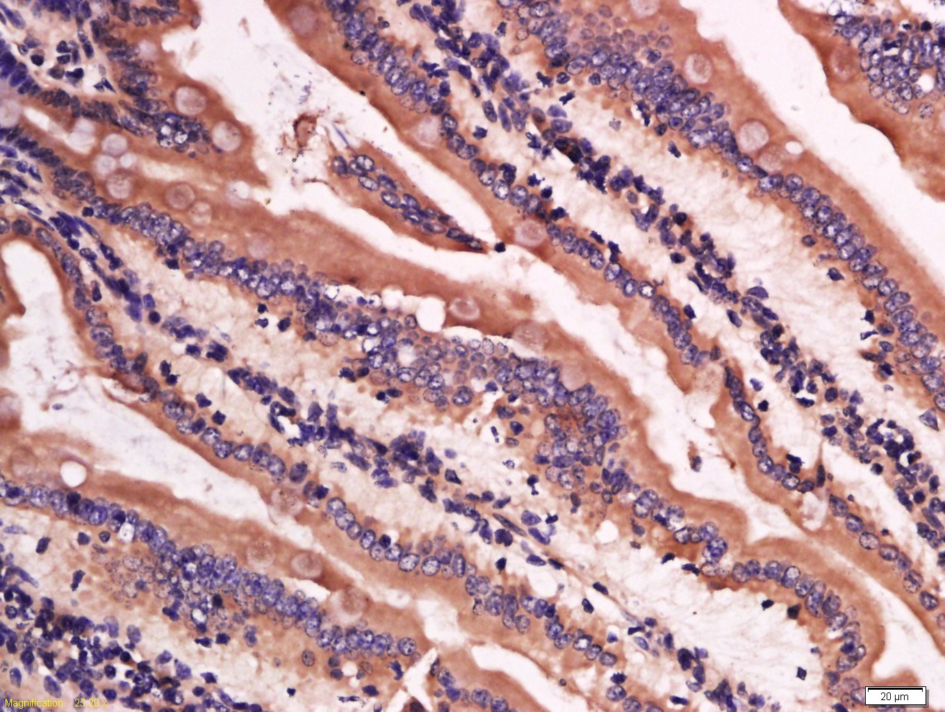 14 - Lysozyme Rabbit pAb AP94701