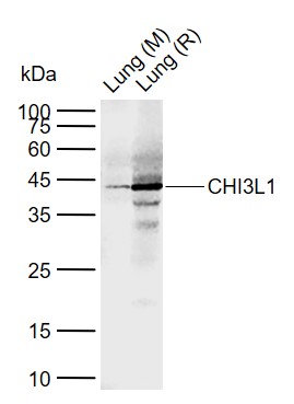 1 - CHI3L1 Rabbit pAb AP94706
