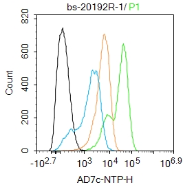 0 - AD7c-NTP Rabbit pAb AP94710
