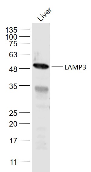 1 - LAMP3 Rabbit pAb AP94711
