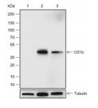 1 - CD1c Recombinant Rabbit mAb AP94714