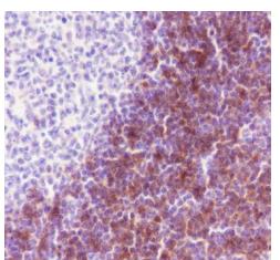 14 - CD1c Recombinant Rabbit mAb AP94714