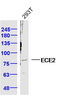 1 - ECE2 Rabbit pAb AP94716