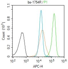 0 - EAR1 Rabbit pAb AP94717