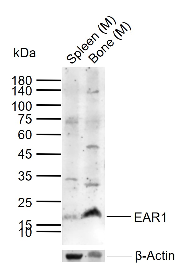 1 - EAR1 Rabbit pAb AP94717