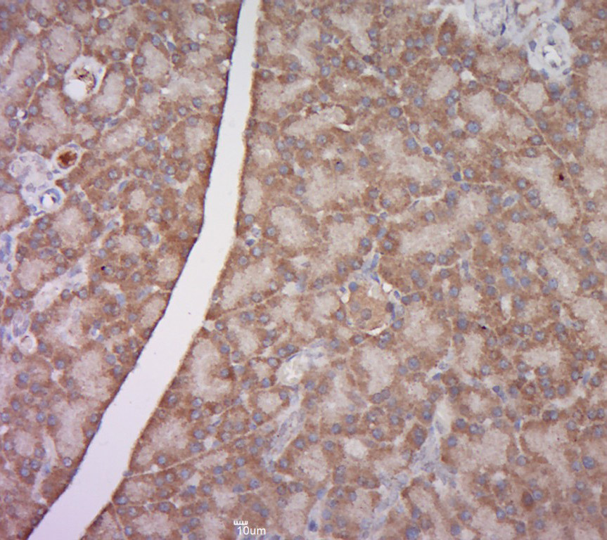 14 - EAR1 Rabbit pAb AP94717