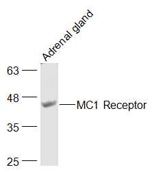 1 - MC1R Rabbit pAb AP94727