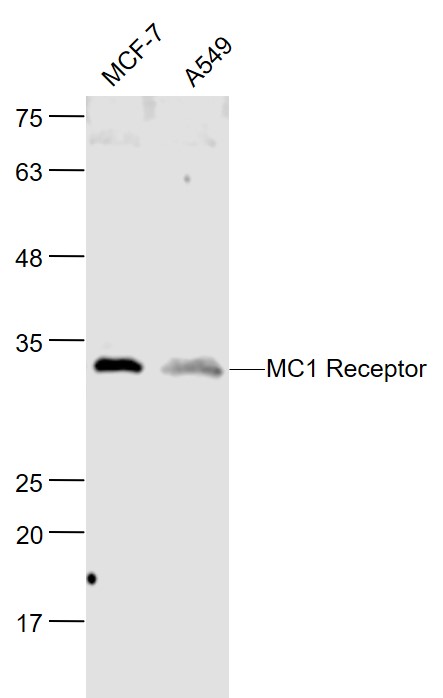 1 - MC1R Rabbit pAb AP94728