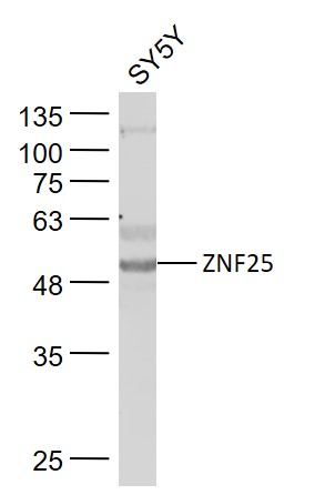 1 - ZNF25 Rabbit pAb AP94731