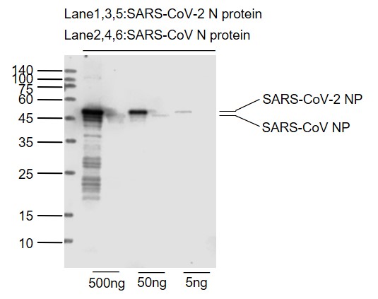 1 - SARS-CoV-2 (2019-nCoV) Nucleocapsid Mouse mAb AP94735