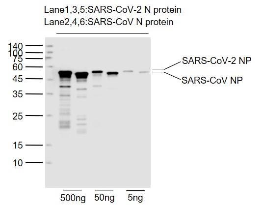 1 - SARS-CoV-2 (2019-nCoV) Nucleocapsid Mouse mAb AP94736