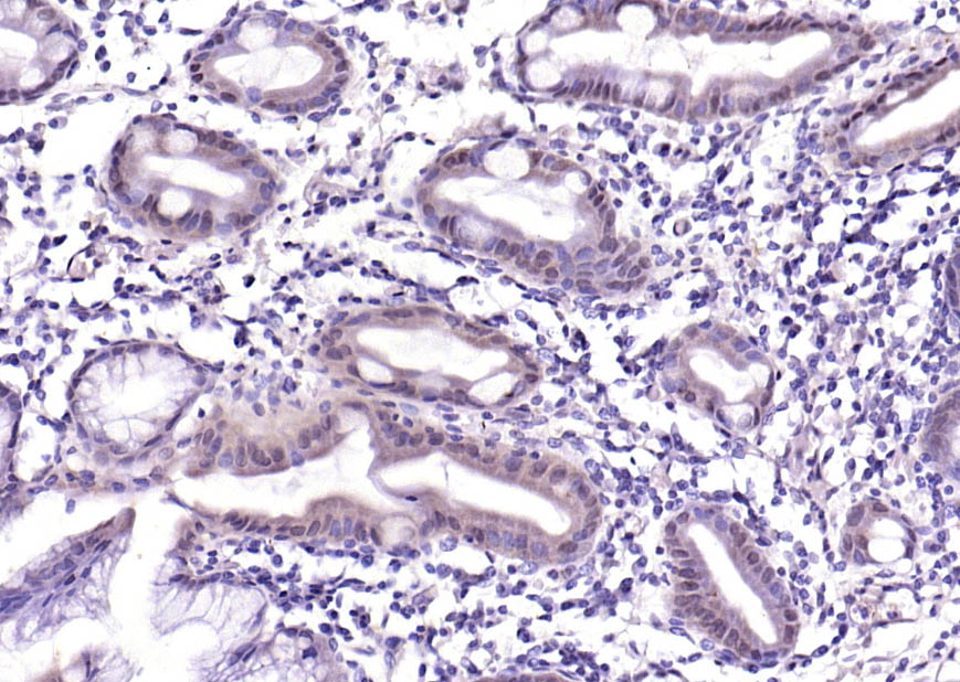14 - ASC/TMS1 Rabbit pAb AP94738