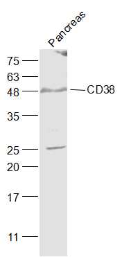 1 - CD38 Rabbit pAb AP94741