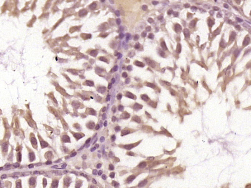 14 - C1orf173 Rabbit pAb AP94742