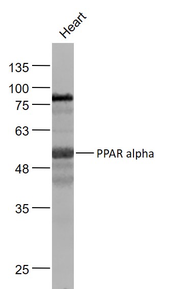 1 - PPAR alpha Rabbit pAb AP94743