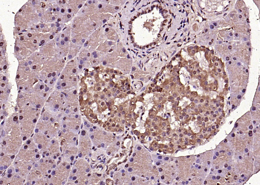 14 - phospho-ERK1 (Thr202/Tyr204) + ERK2 (Thr183/Tyr185) Rabbit pAb AP94746