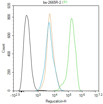 0 - Regucalcin Rabbit pAb AP94749