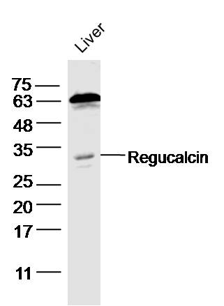 1 - Regucalcin Rabbit pAb AP94749