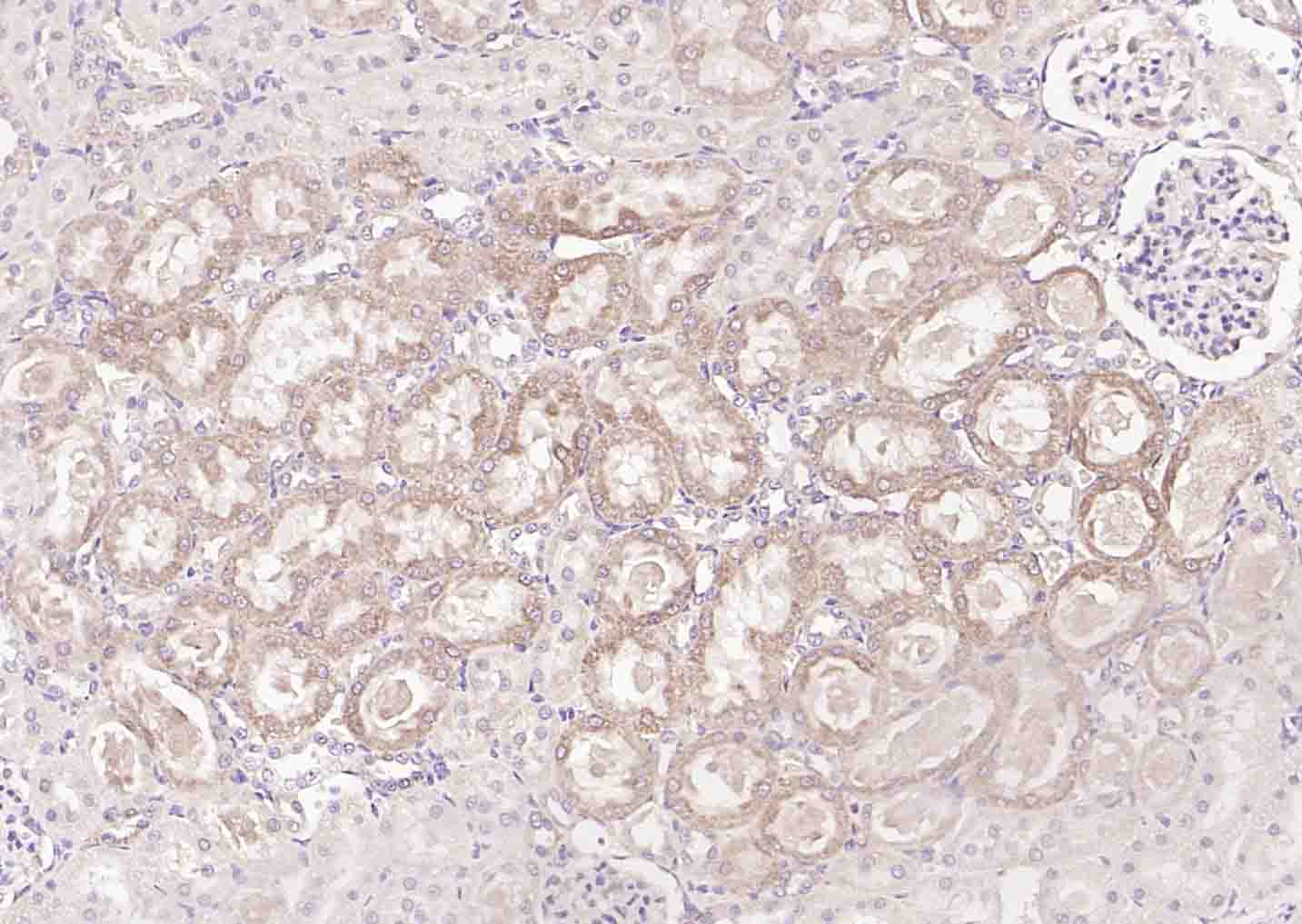 14 - Regucalcin Rabbit pAb AP94749