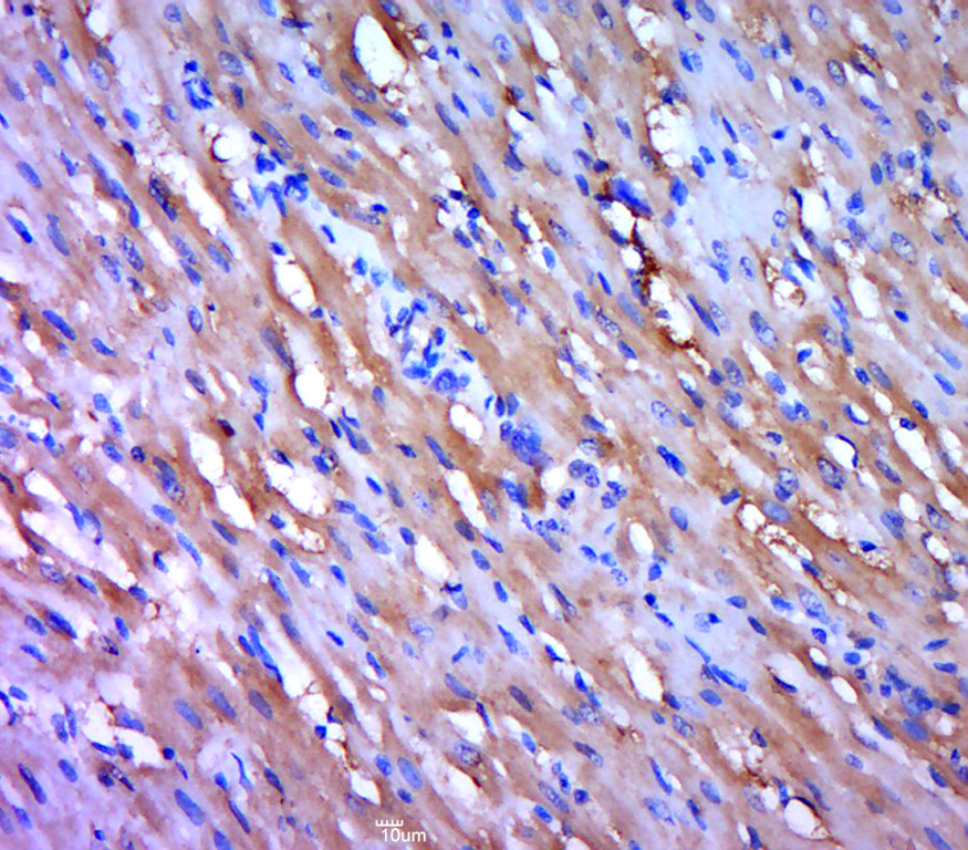 14 - phospho-HSL (Ser863) Rabbit pAb AP94752