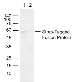 1 - Strep-Tag II Rabbit pAb AP94754