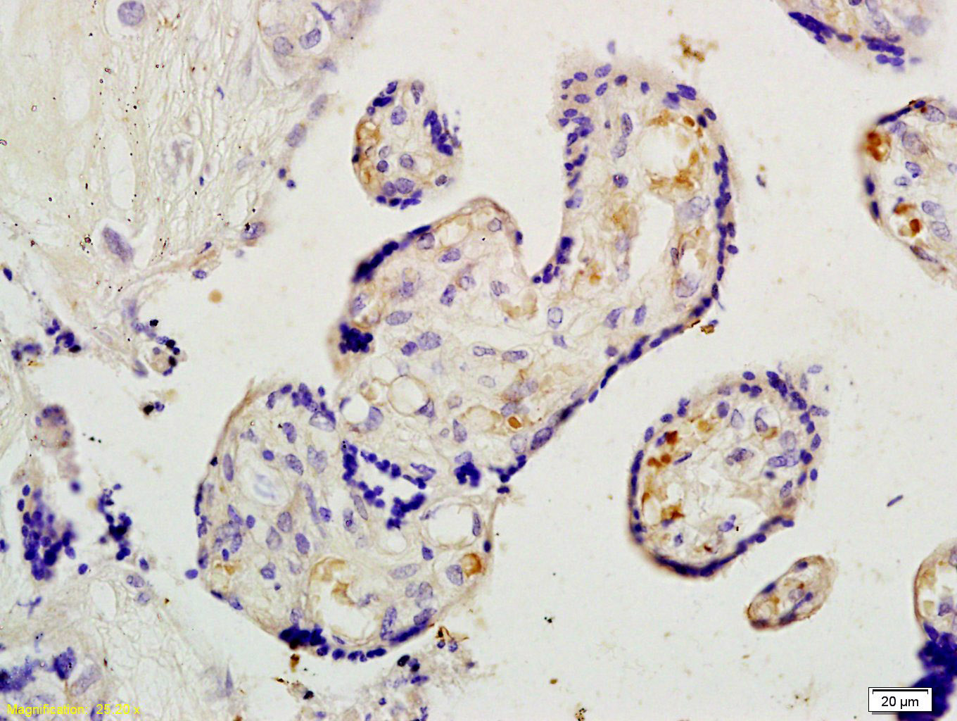 14 - Placental lactogen I+II Rabbit pAb AP94759