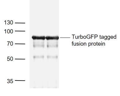 1 - TurboGFP Mouse mAb AP94762