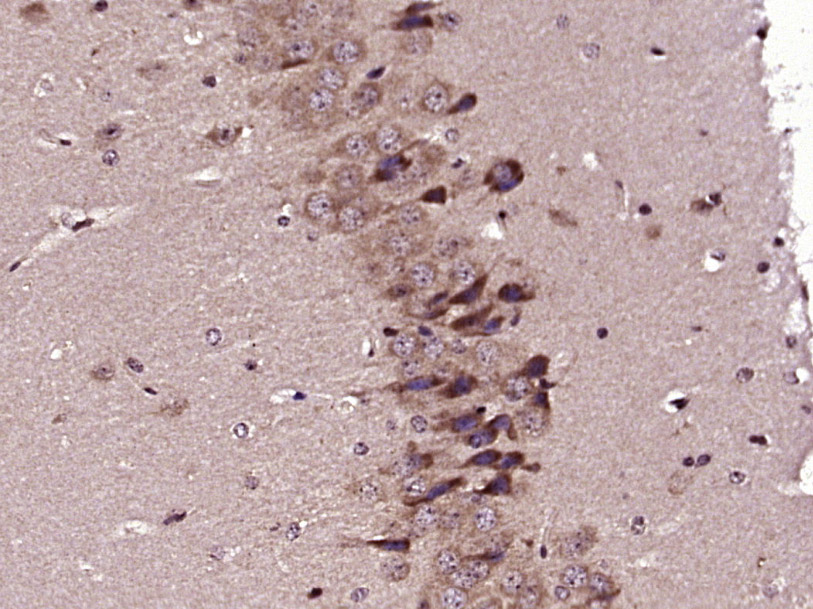 14 - SPON1 Rabbit pAb AP94764