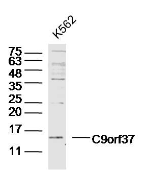 1 - C9orf37 Rabbit pAb AP94770