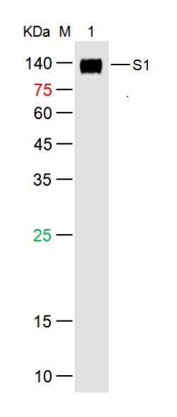 1 - SARS-CoV-2 (2019-nCoV) Spike S1 Mouse mAb AP94780