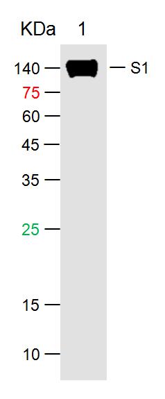 1 - SARS-CoV-2 (2019-nCoV) Spike S1 Mouse mAb AP94781