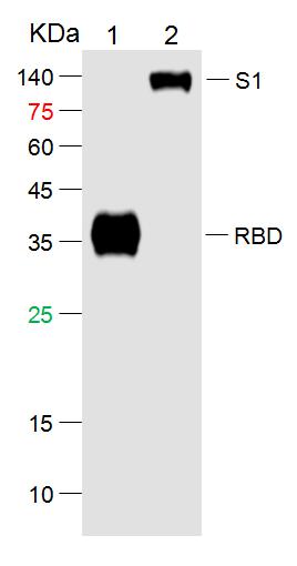1 - SARS-CoV-2 (2019-nCoV) Spike RBD Mouse mAb AP94782