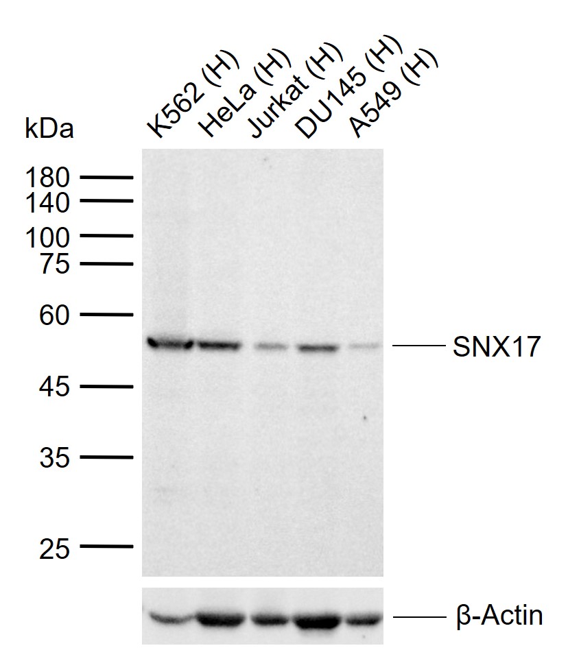 1 - SNX17 Rabbit pAb AP94784